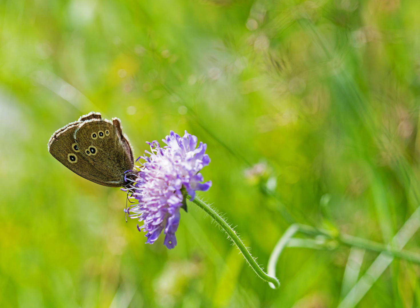 Schmetterling 8