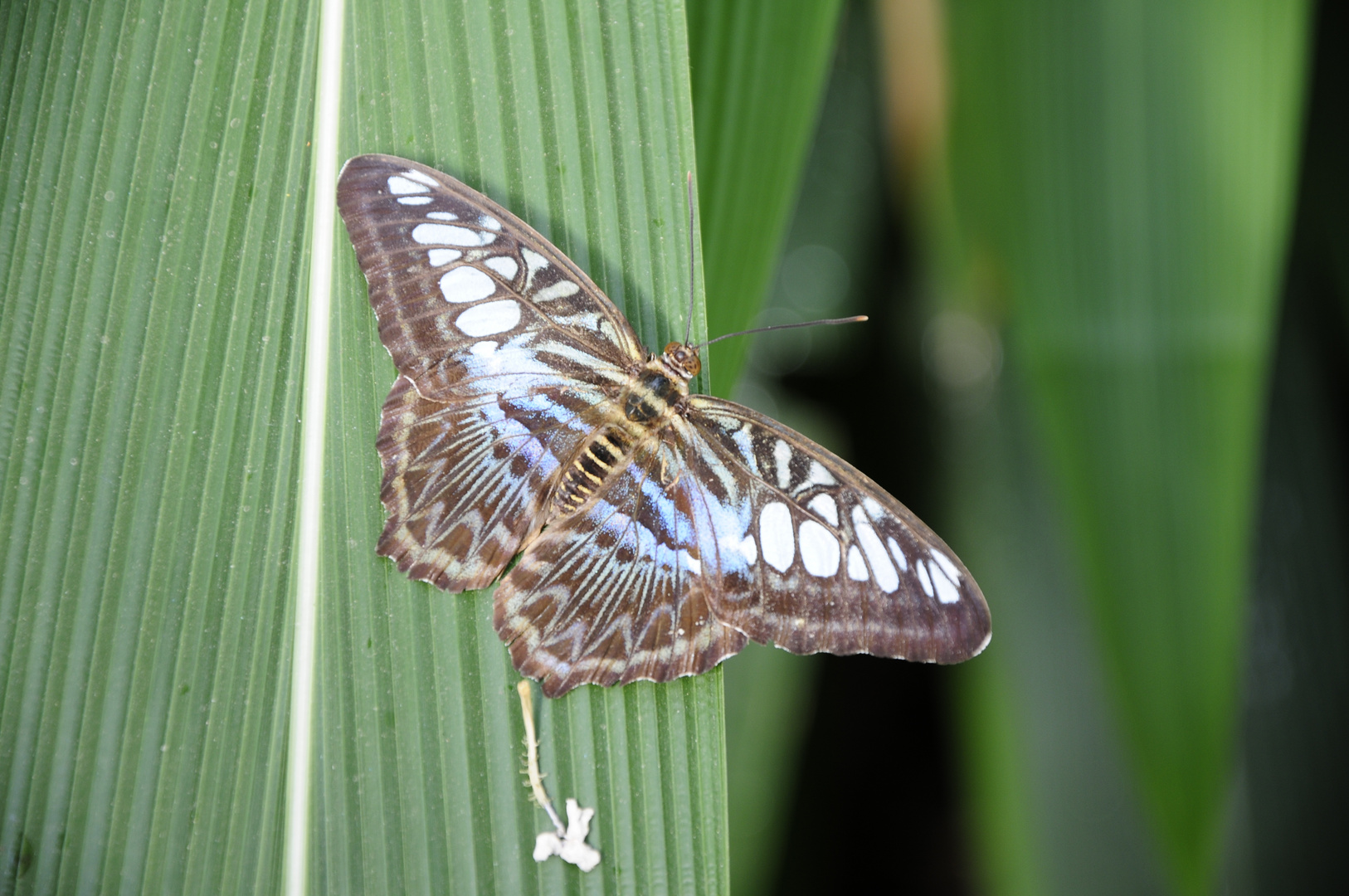 Schmetterling 8