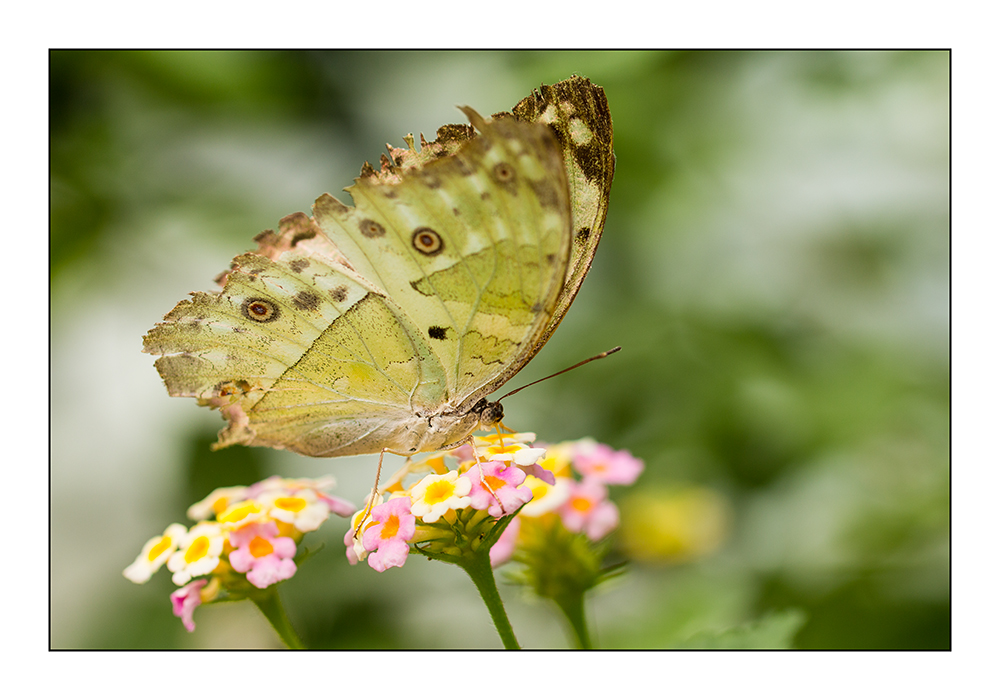 Schmetterling 8