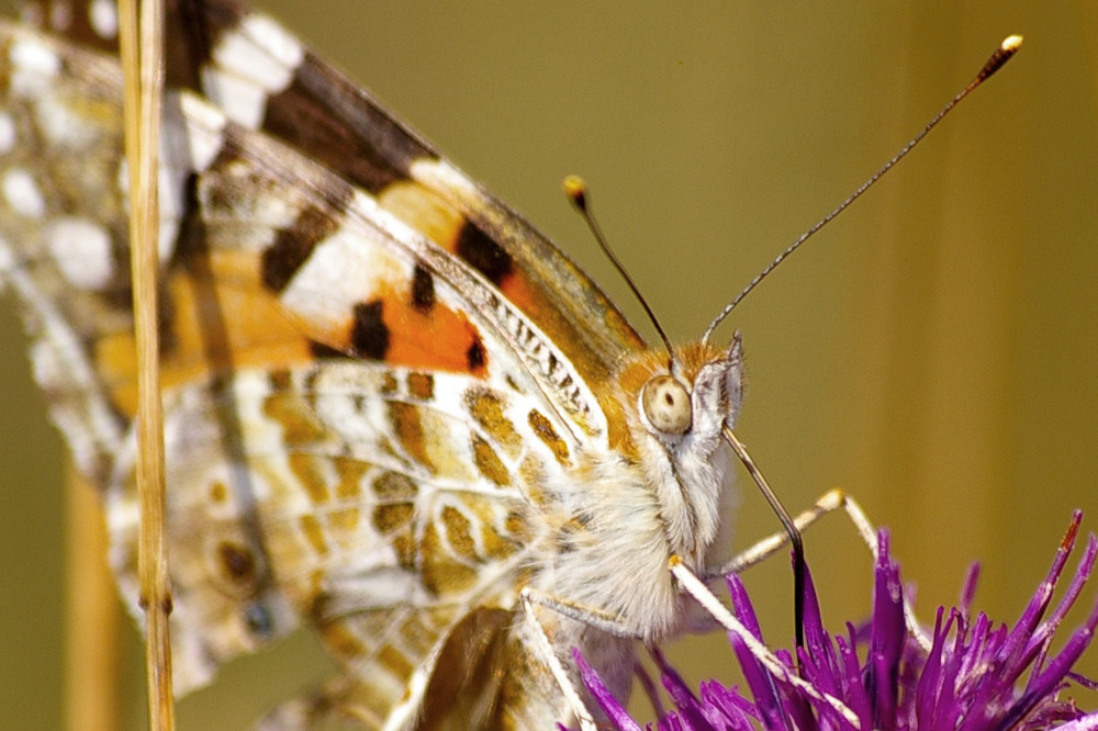 schmetterling