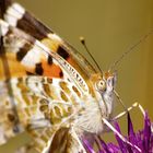 schmetterling