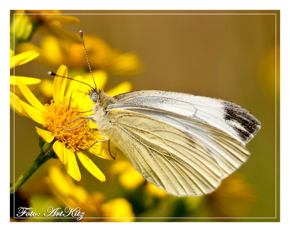 Schmetterling