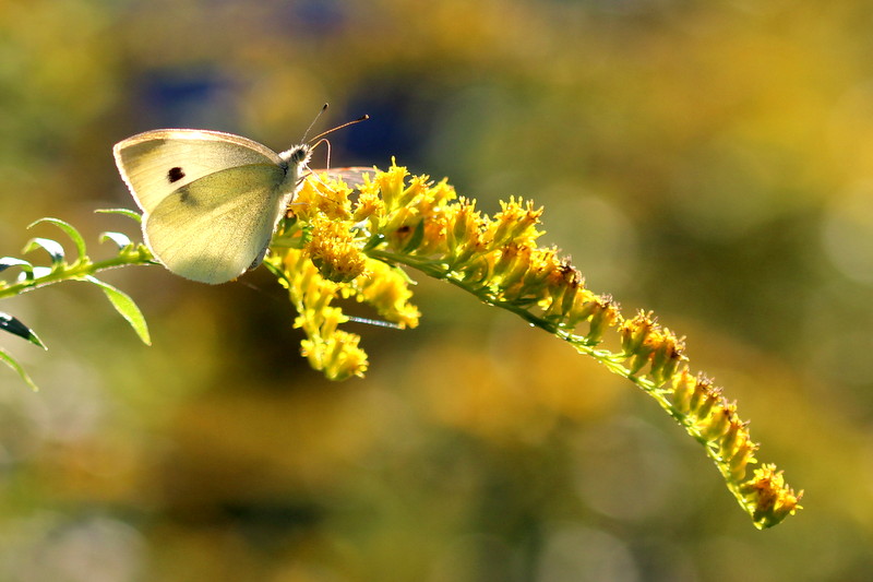 Schmetterling