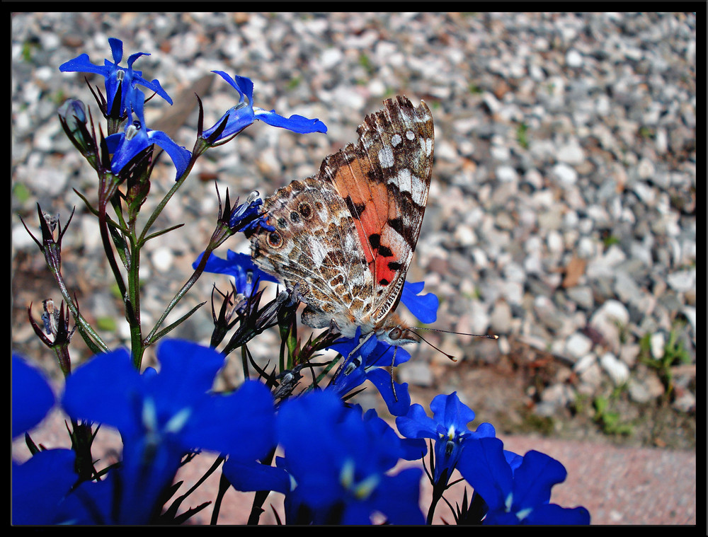 Schmetterling