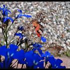 Schmetterling