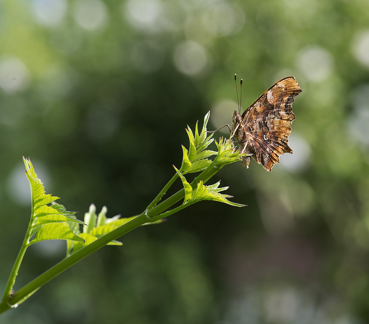 Schmetterling