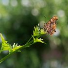 Schmetterling