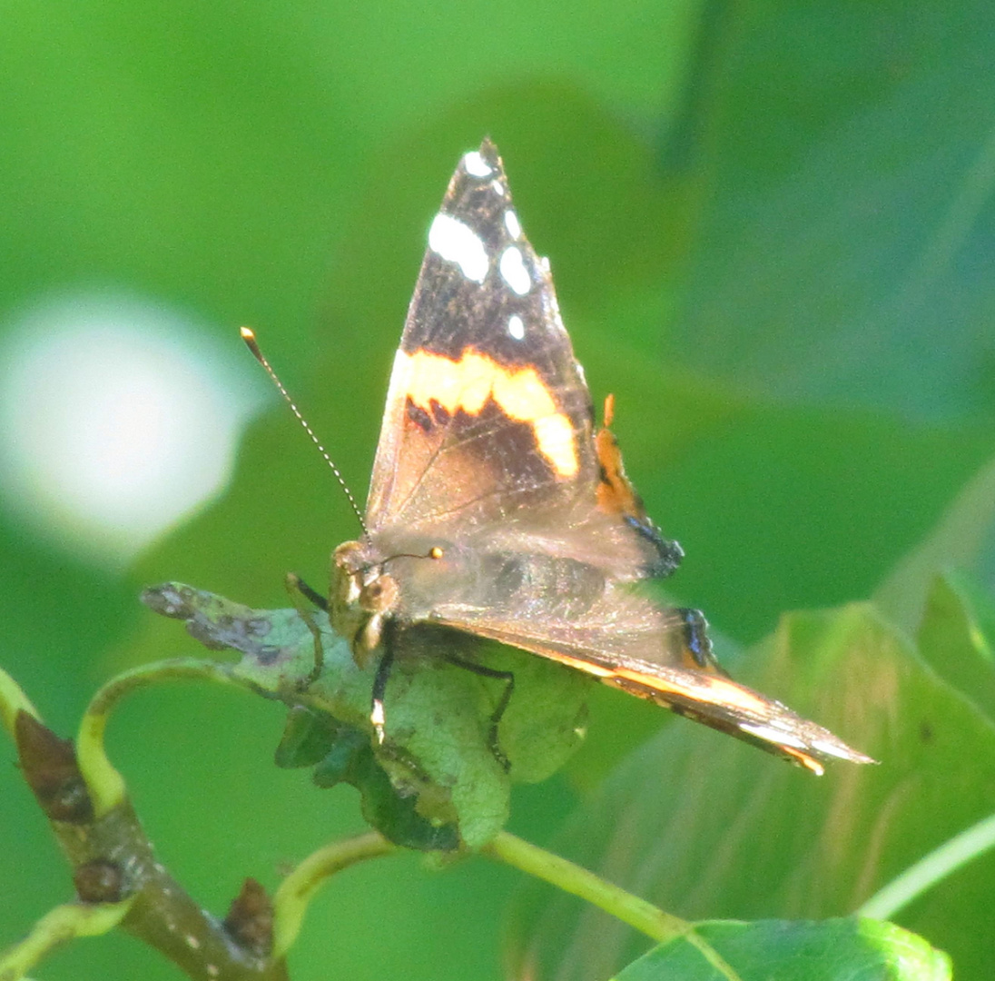 Schmetterling