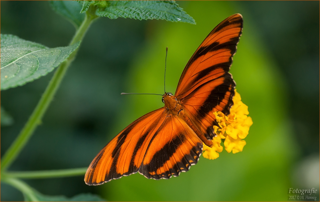 Schmetterling