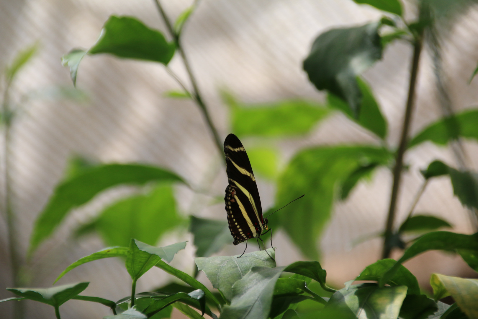 Schmetterling