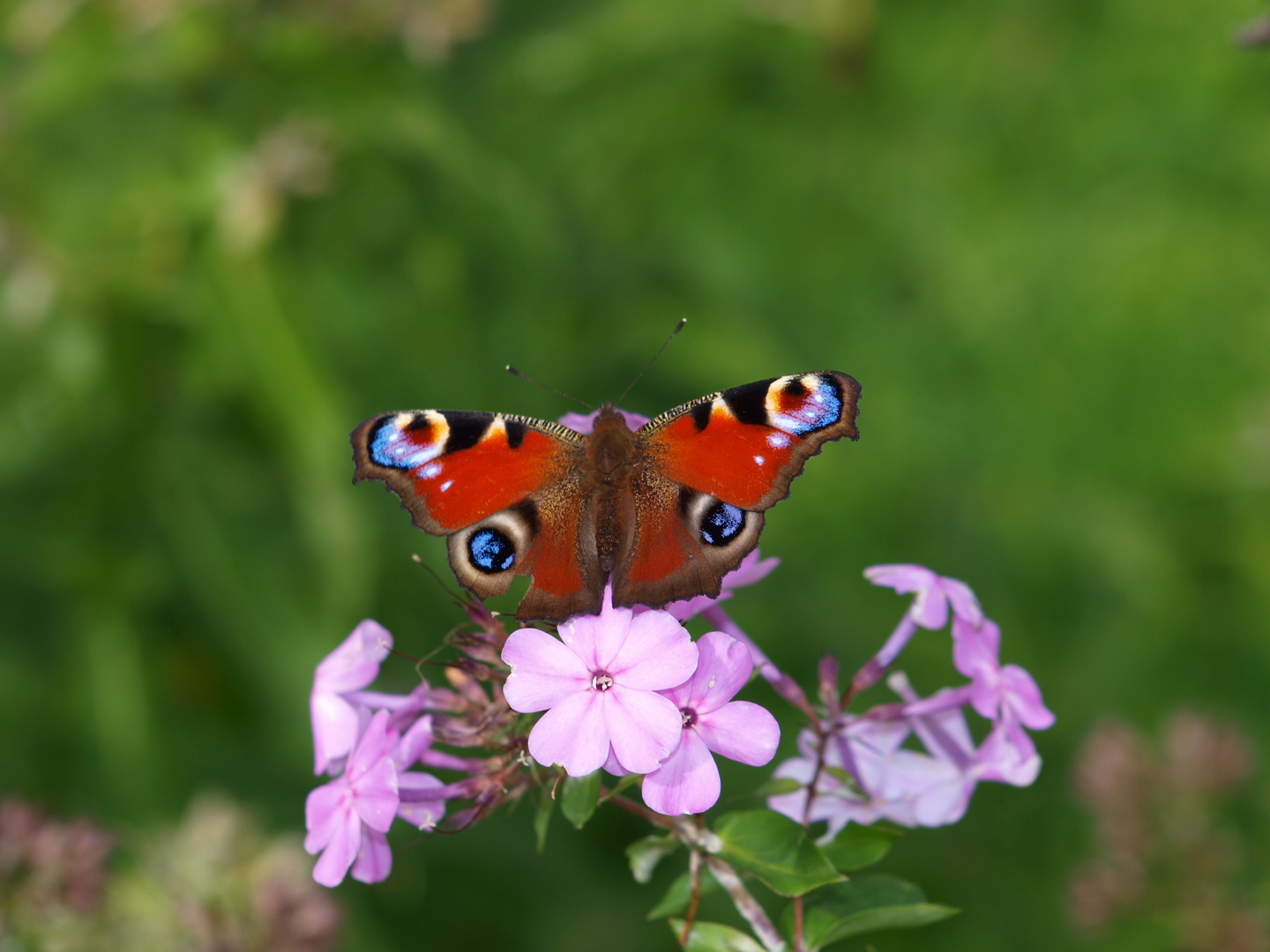 Schmetterling