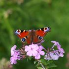 Schmetterling