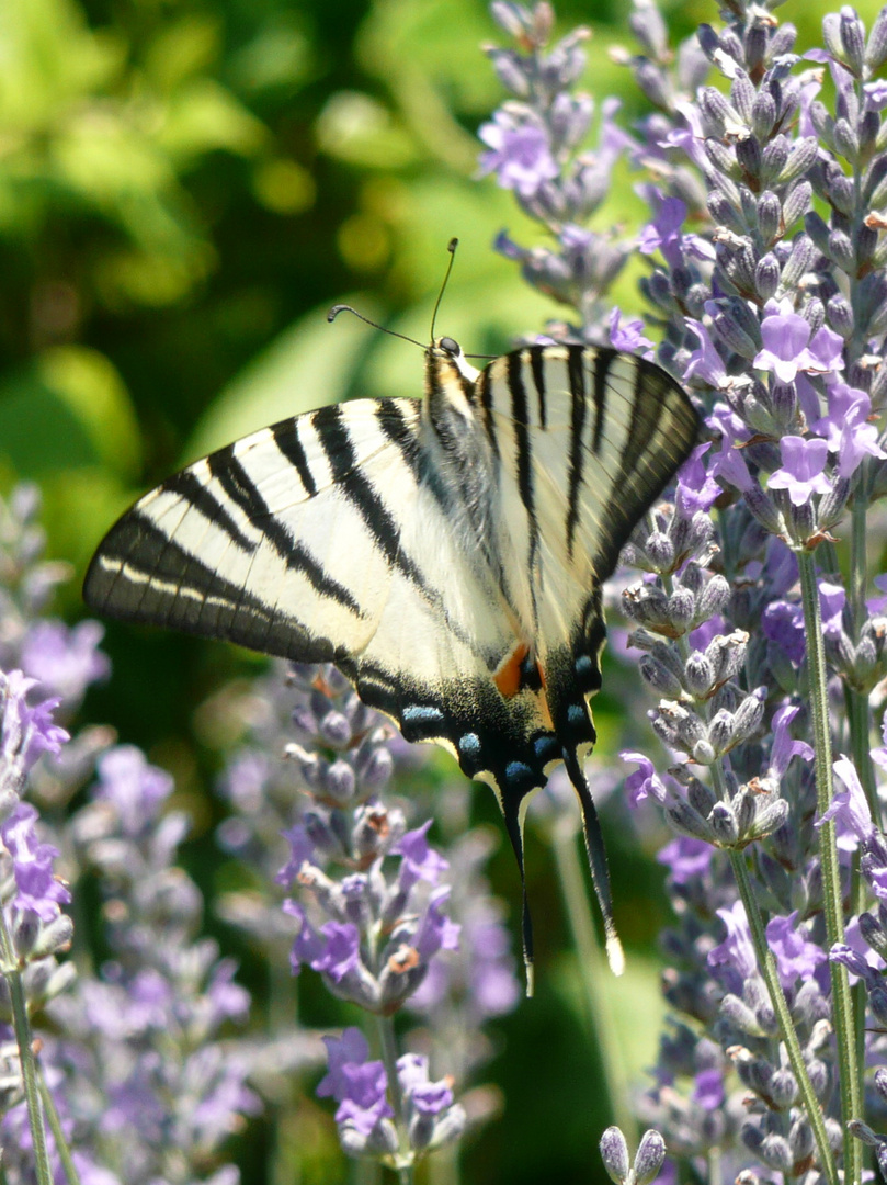 Schmetterling