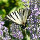 Schmetterling