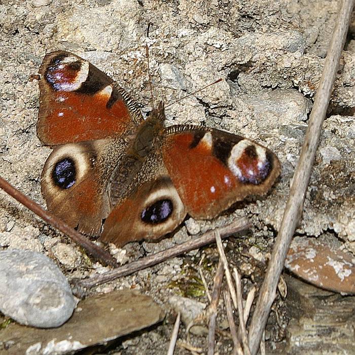 Schmetterling