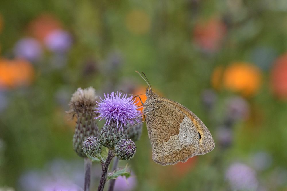 Schmetterling...