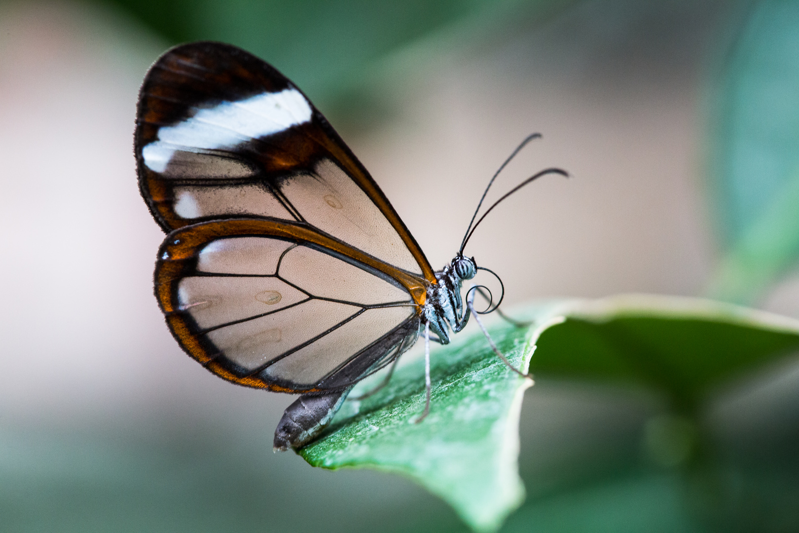 Schmetterling