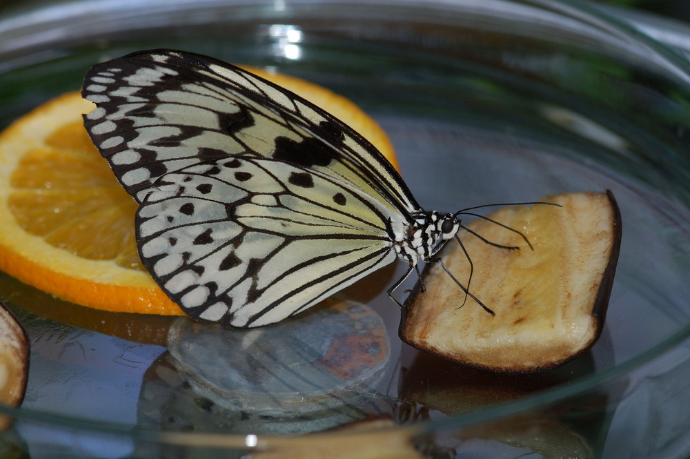 Schmetterling