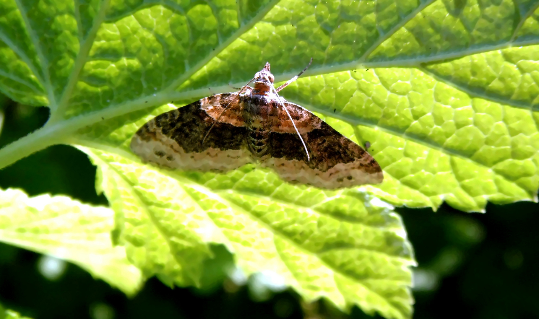 Schmetterling