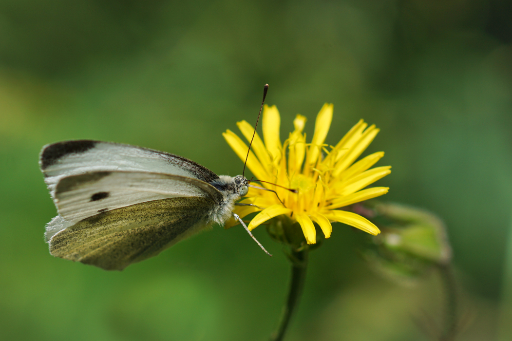 Schmetterling