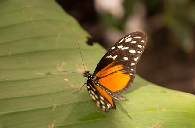 Schmetterling