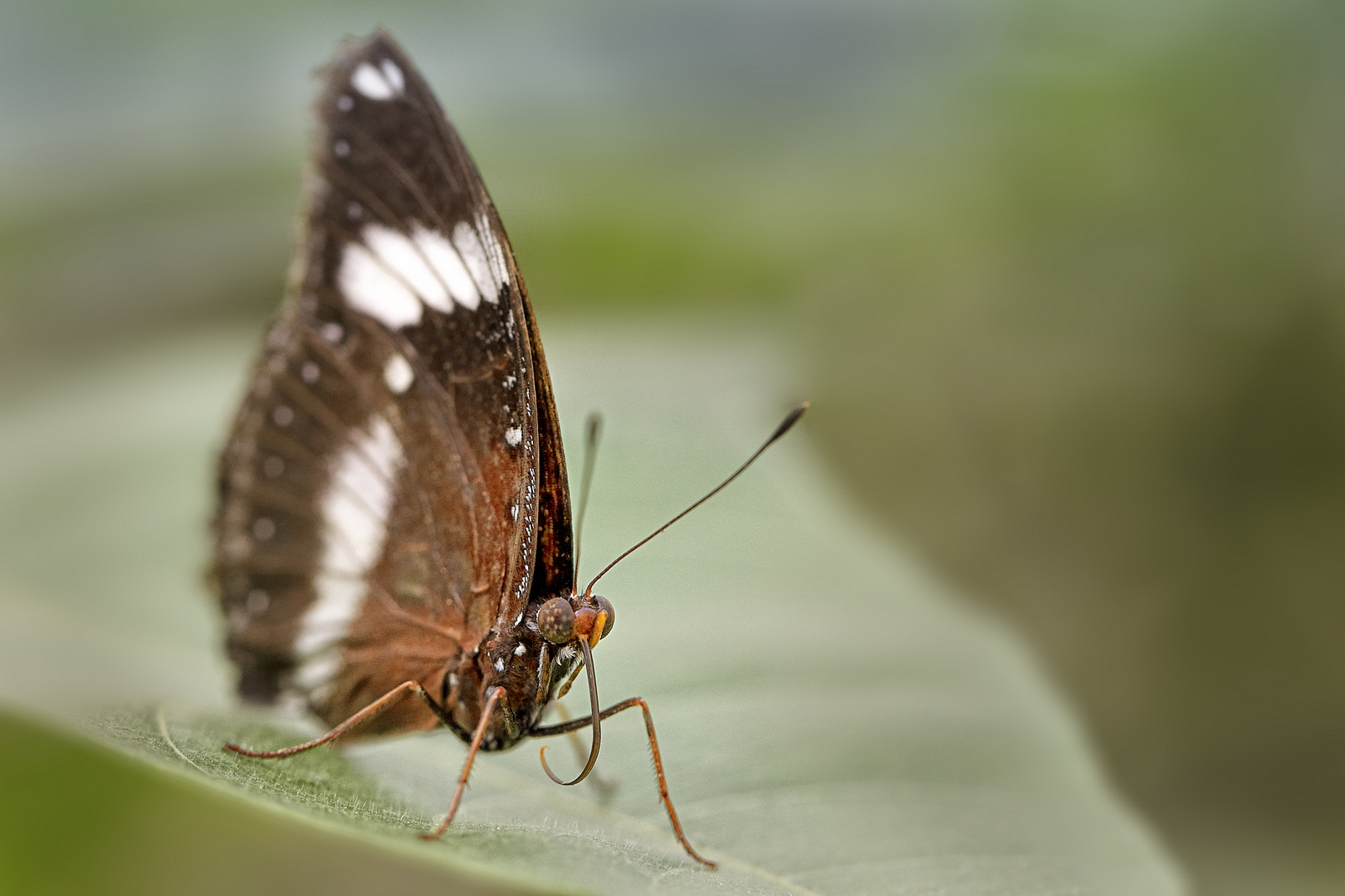 Schmetterling