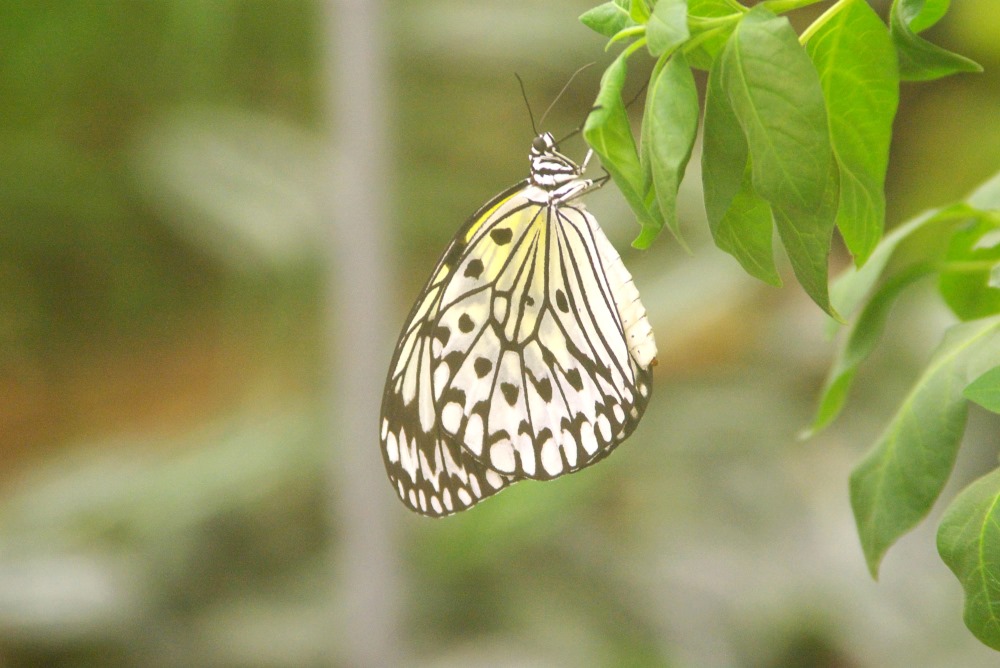 Schmetterling