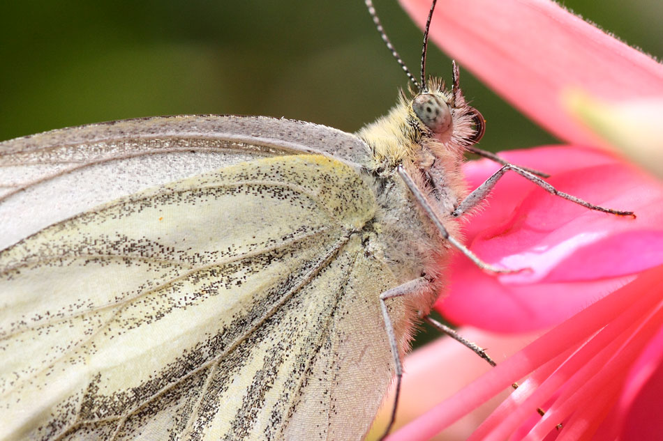 Schmetterling