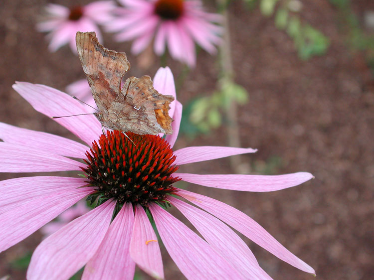 Schmetterling