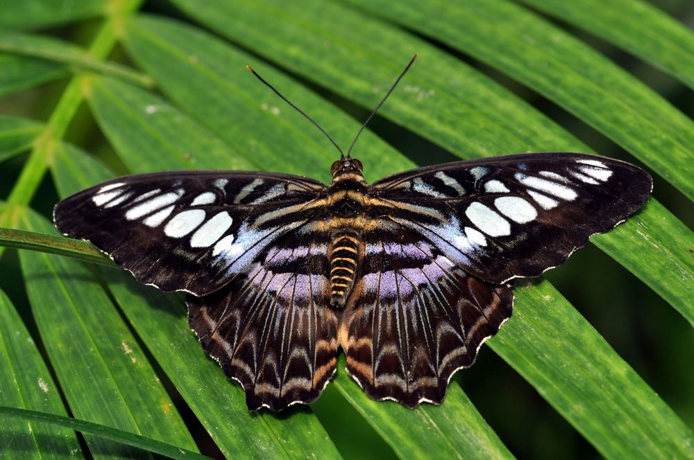 Schmetterling