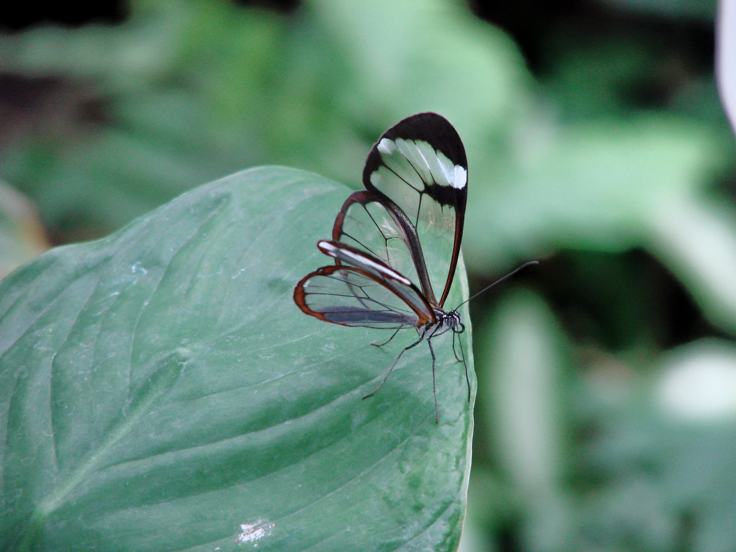 Schmetterling