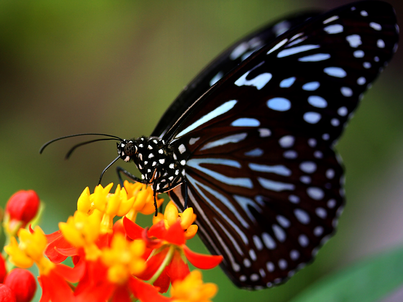 Schmetterling