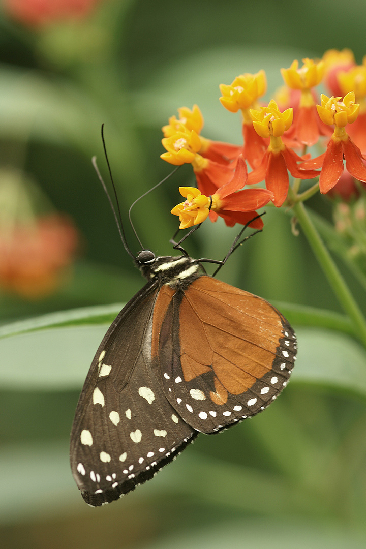 Schmetterling