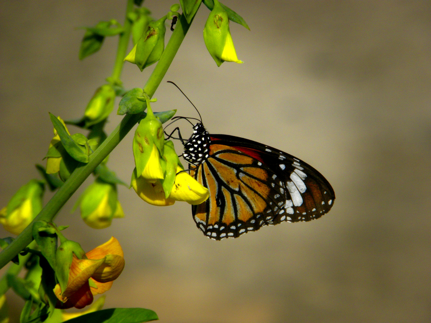 Schmetterling