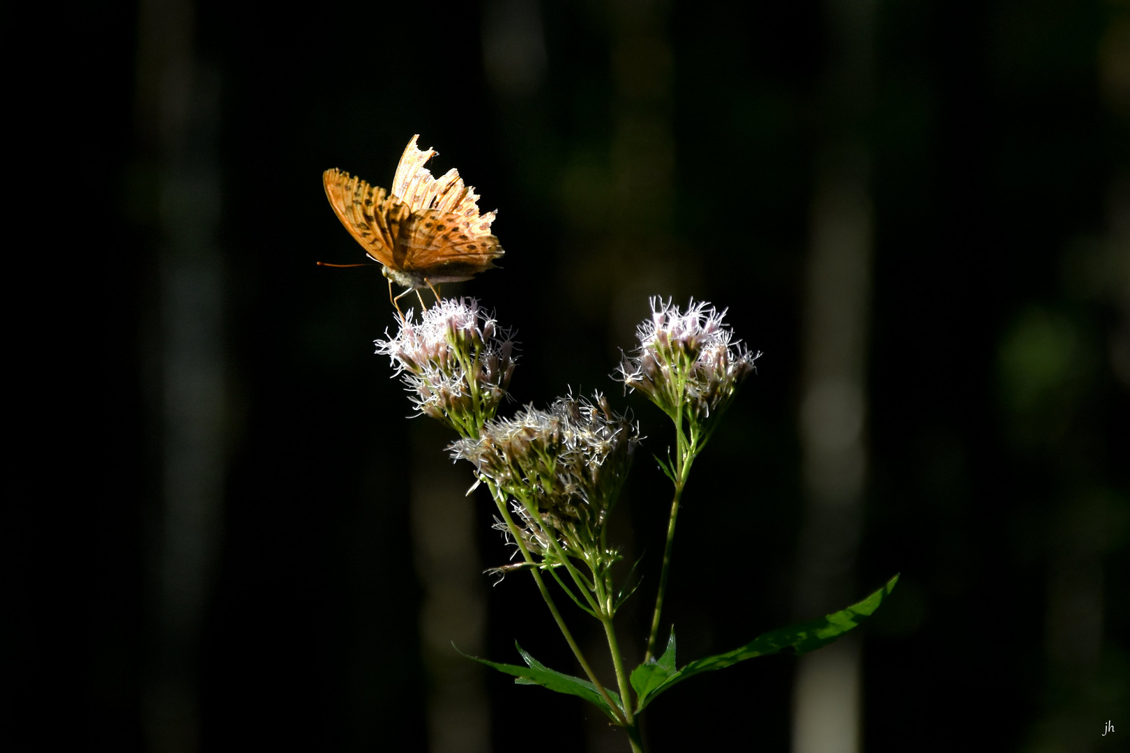 Schmetterling