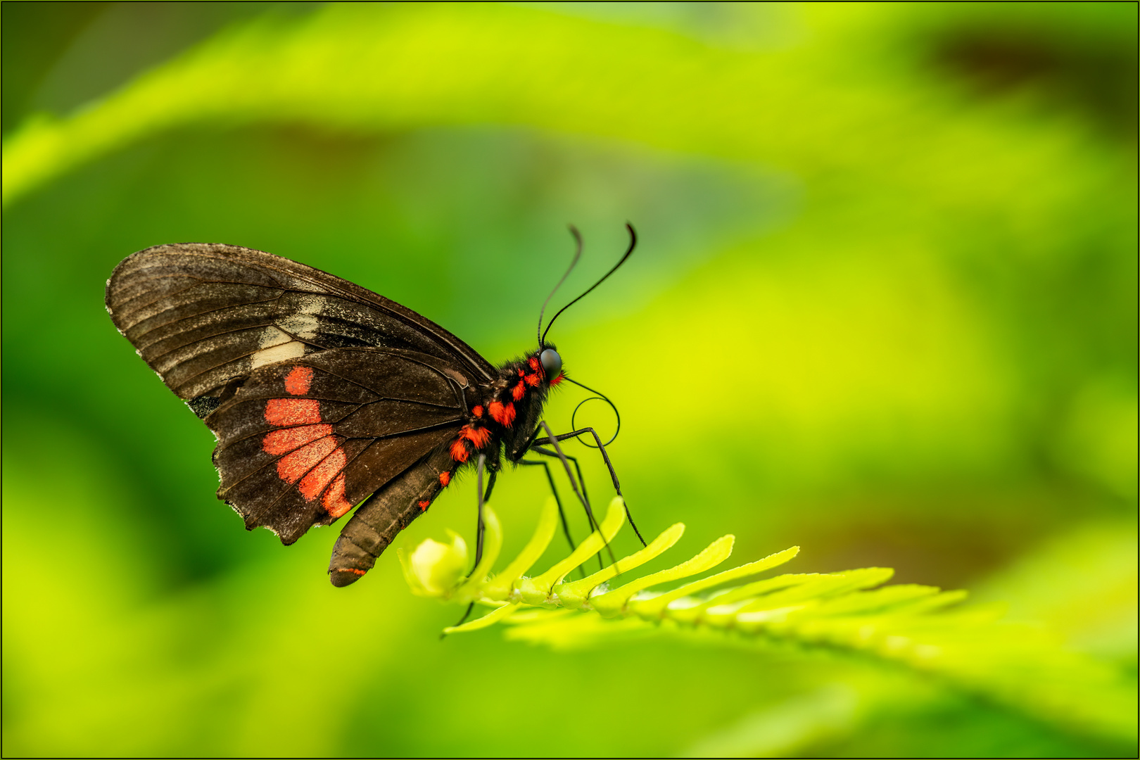 Schmetterling