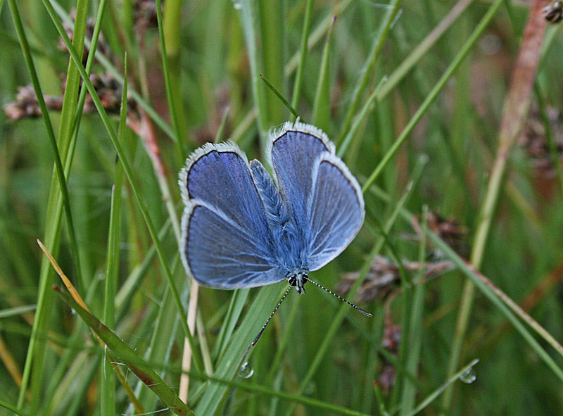 schmetterling