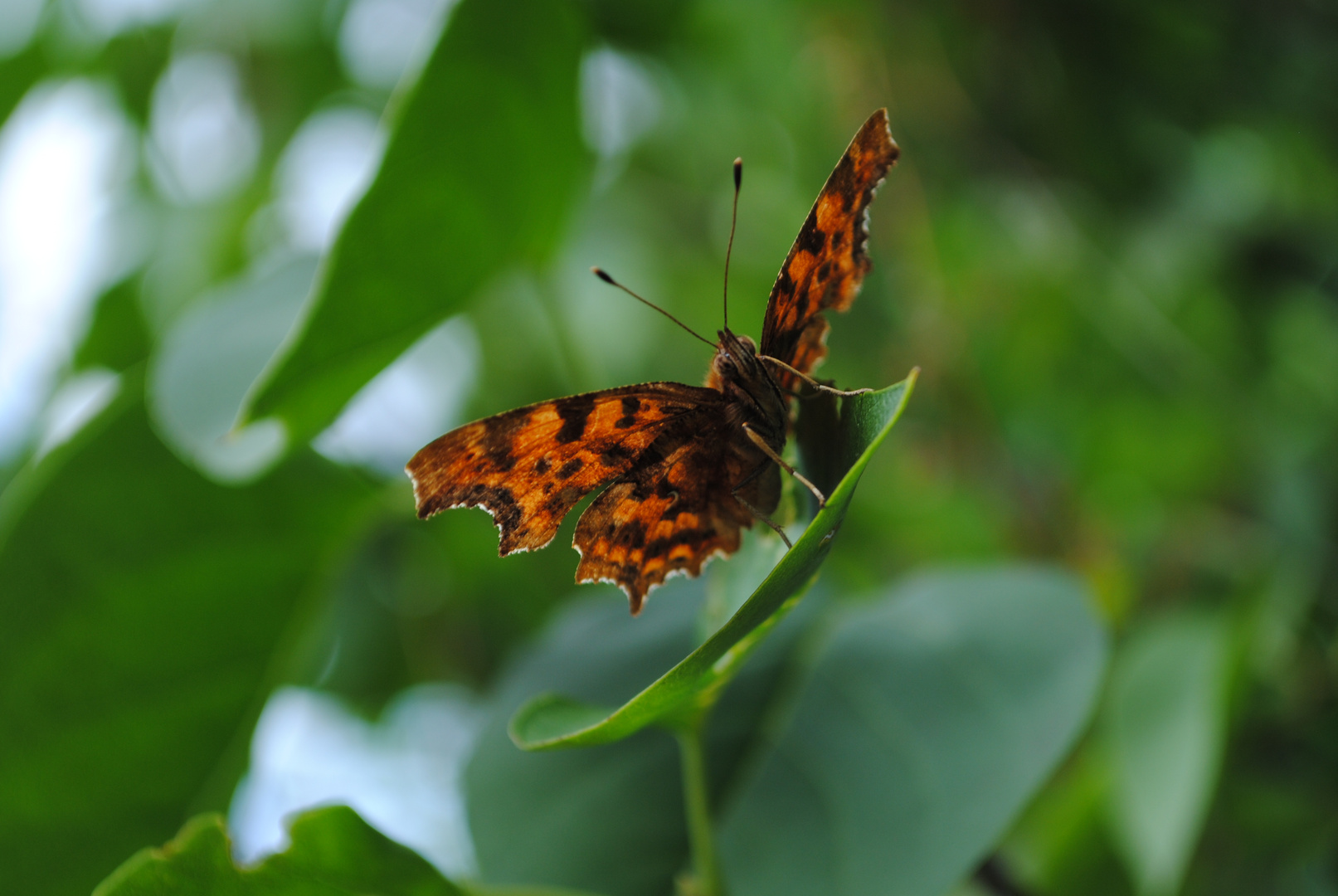 Schmetterling