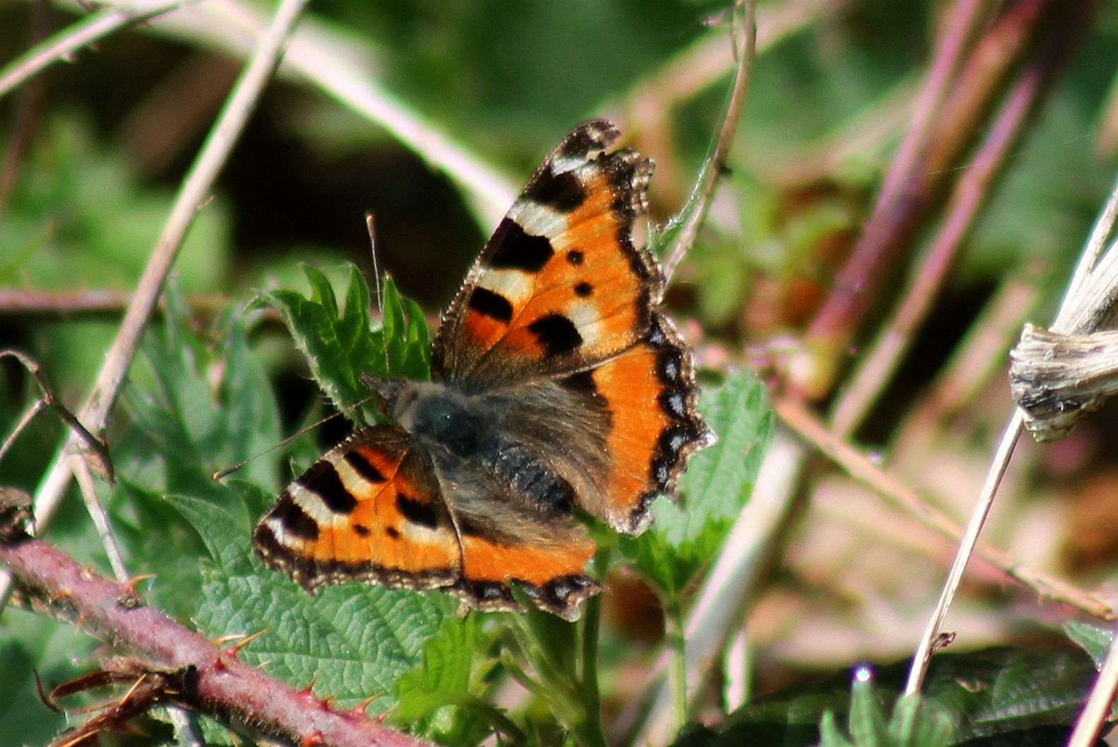 Schmetterling