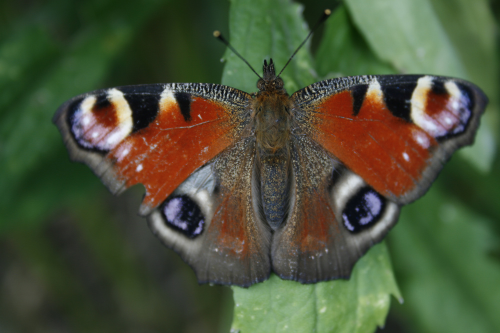 Schmetterling