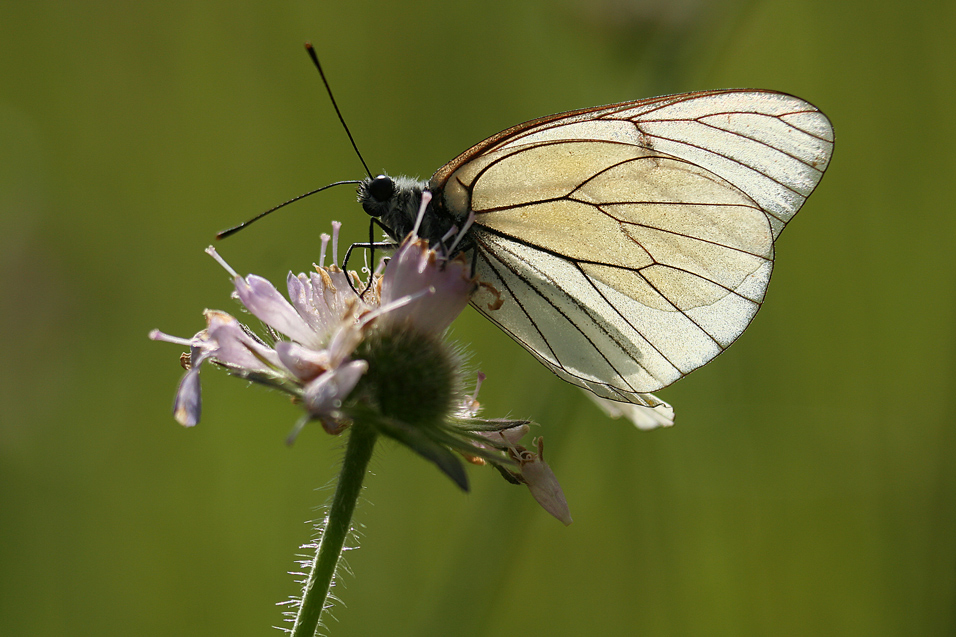 Schmetterling