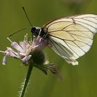 Schmetterling