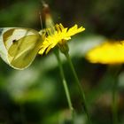 Schmetterling