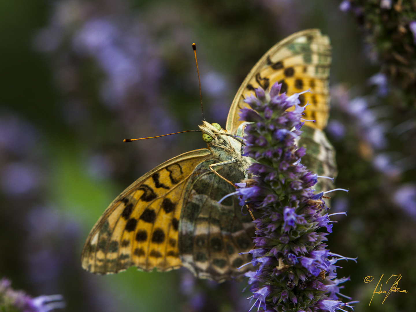 Schmetterling