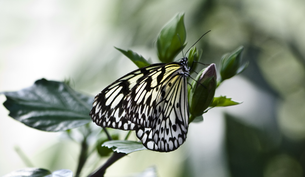 Schmetterling