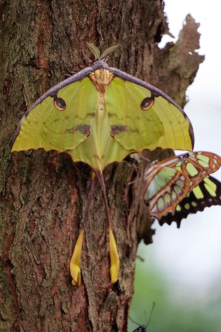 Schmetterling