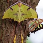 Schmetterling