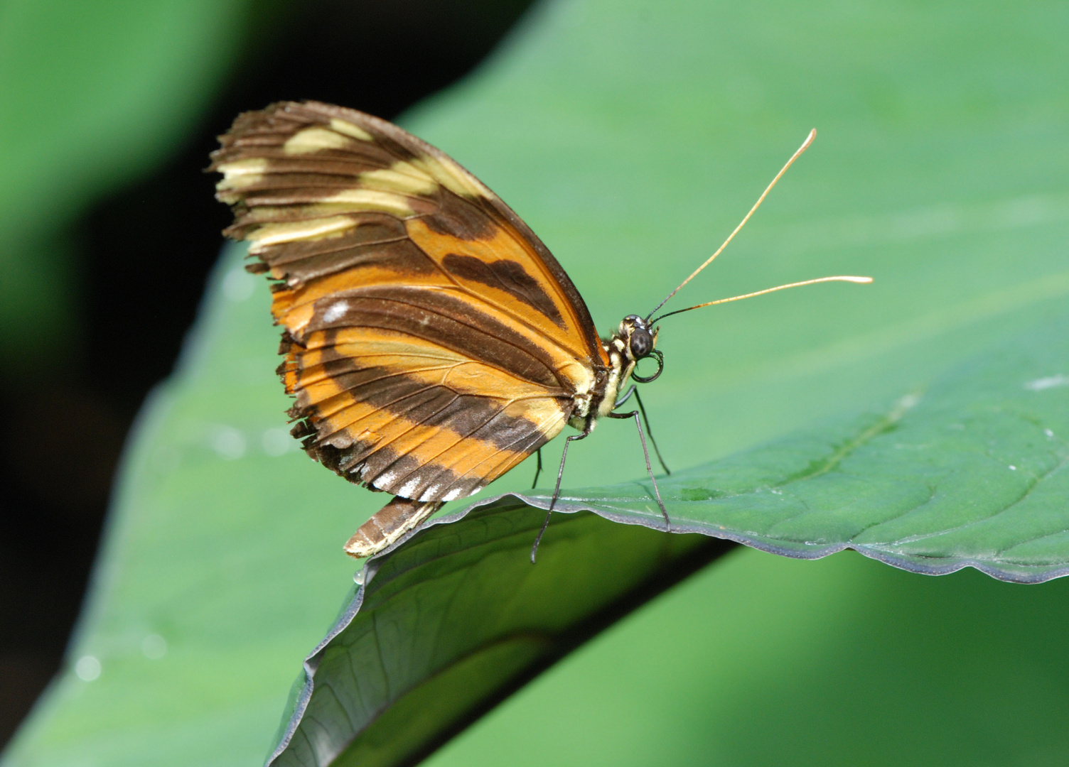 Schmetterling