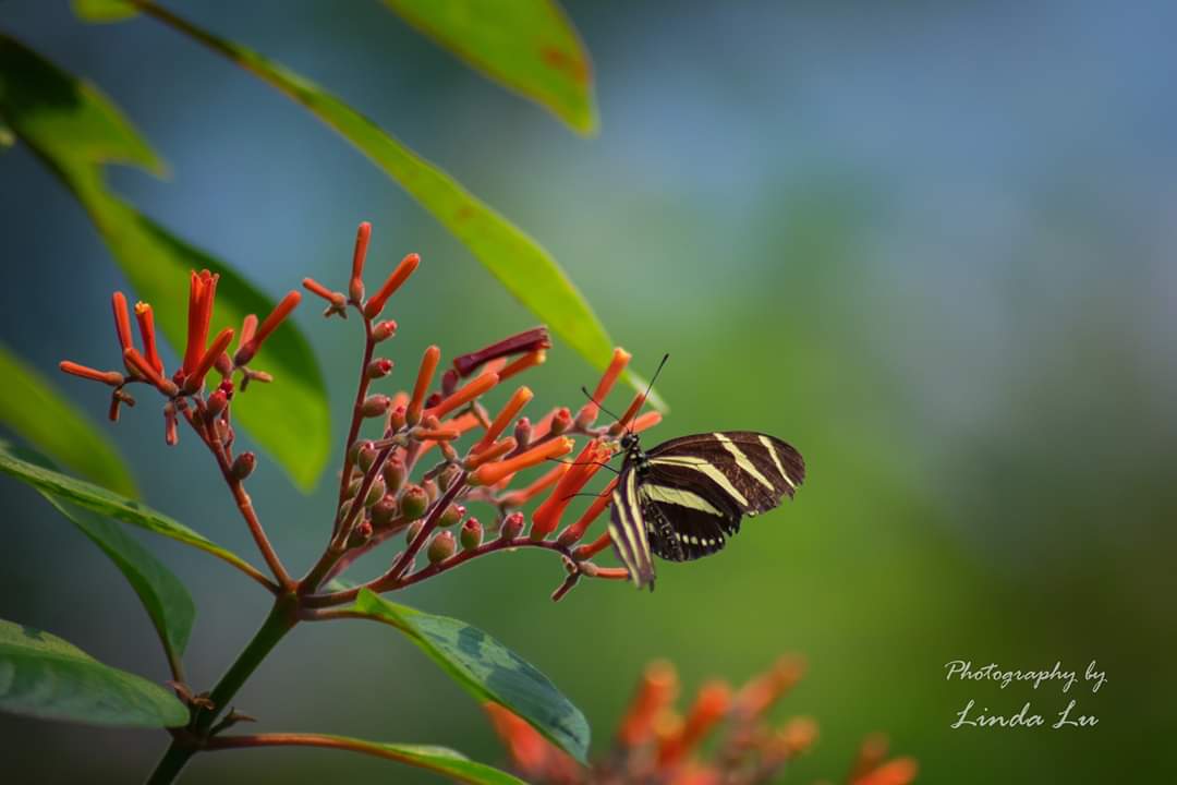 Schmetterling 