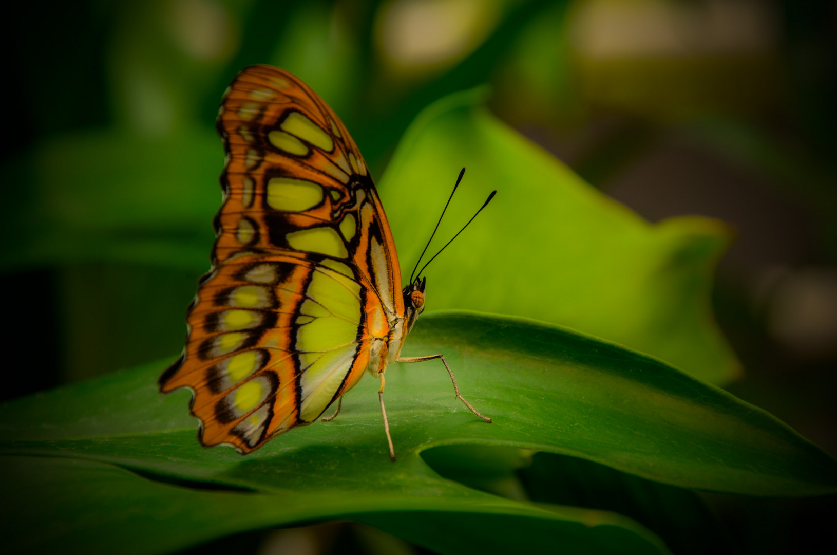 Schmetterling